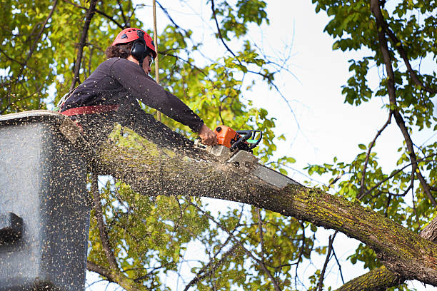 Best Tree Removal  in Middlefield, OH